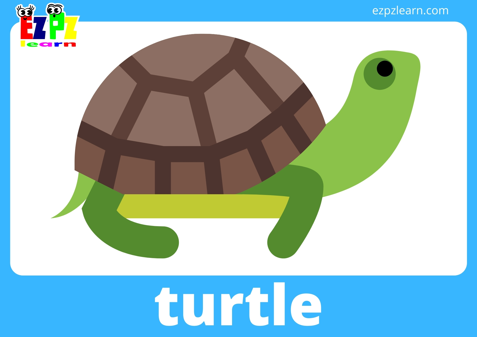 turtle